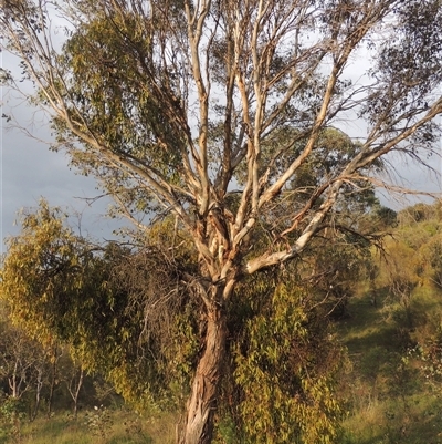 Eucalyptus melliodora (Yellow Box) at Conder, ACT - 7 Jan 2024 by MichaelBedingfield