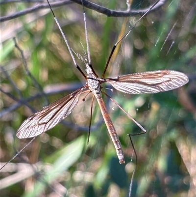 Tipulidae or Limoniidae (family) at Bruce, ACT - 1 Dec 2024 by JVR