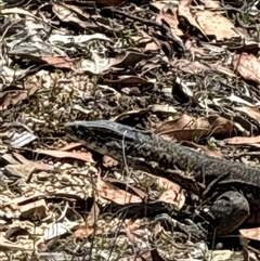 Varanus rosenbergi (Heath or Rosenberg's Monitor) at Uriarra Village, ACT - 2 Dec 2024 by NMenzies