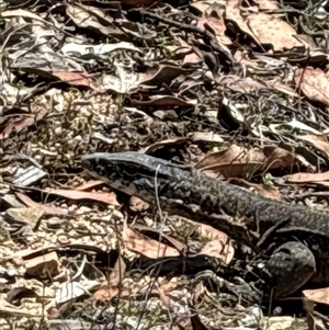 Varanus rosenbergi at Uriarra Village, ACT - 2 Dec 2024