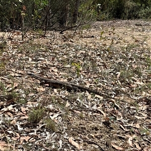 Varanus rosenbergi at Uriarra Village, ACT - 2 Dec 2024