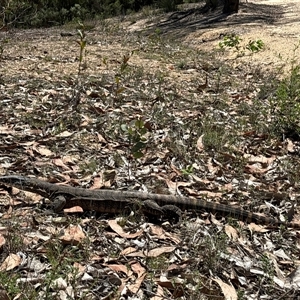 Varanus rosenbergi at Uriarra Village, ACT - 2 Dec 2024