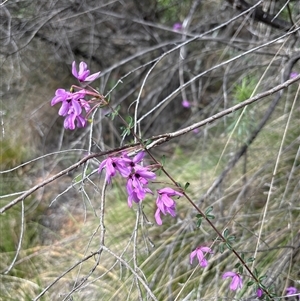 Tetratheca bauerifolia at Uriarra Village, ACT - 9 Oct 2024 11:19 AM