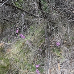 Tetratheca bauerifolia at Uriarra Village, ACT - 9 Oct 2024