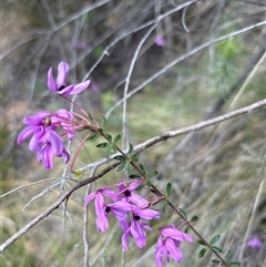 Tetratheca bauerifolia at Uriarra Village, ACT - 9 Oct 2024