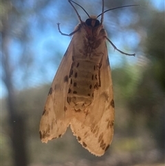 Ardices canescens (Dark-spotted Tiger Moth) at Wamboin, NSW - 2 Dec 2024 by Komidar