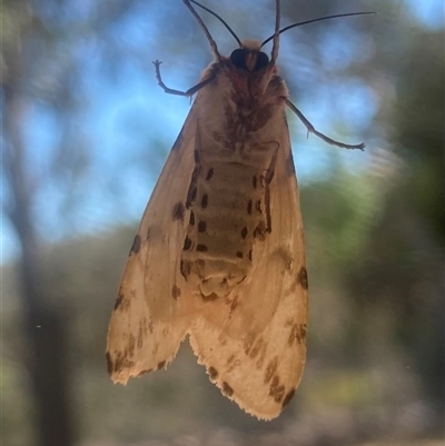 Ardices canescens (Dark-spotted Tiger Moth) at Wamboin, NSW - 2 Dec 2024 by Komidar