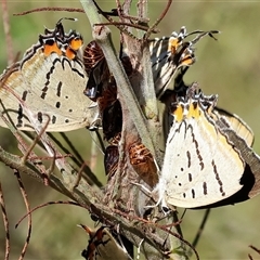 Jalmenus evagoras (Imperial Hairstreak) at Yackandandah, VIC - 2 Dec 2024 by KylieWaldon