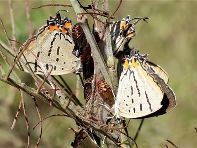 Jalmenus evagoras (Imperial Hairstreak) at Yackandandah, VIC - 2 Dec 2024 by KylieWaldon