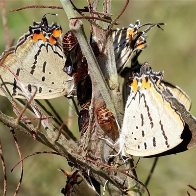 Jalmenus evagoras (Imperial Hairstreak) at Yackandandah, VIC - 2 Dec 2024 by KylieWaldon