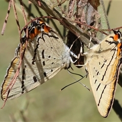 Jalmenus evagoras at Yackandandah, VIC - suppressed