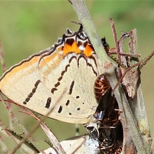 Jalmenus evagoras at Yackandandah, VIC - suppressed