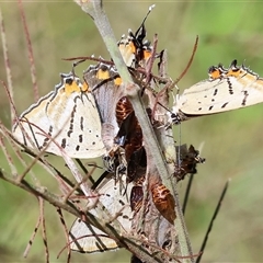 Jalmenus evagoras at Yackandandah, VIC - suppressed