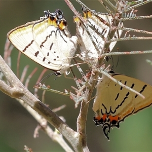 Jalmenus evagoras at Yackandandah, VIC - suppressed