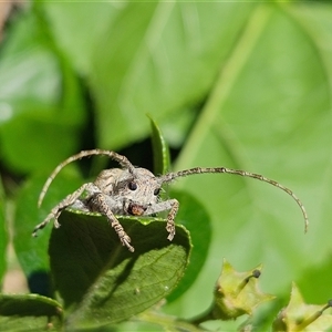 Unidentified Longhorn beetle (Cerambycidae) at Hawker, ACT by sangio7