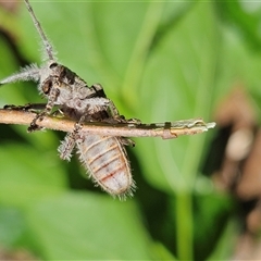 Rhytiphora neglecta at Hawker, ACT - suppressed