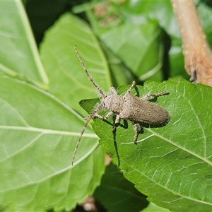 Rhytiphora neglecta at Hawker, ACT - suppressed