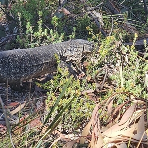 Varanus rosenbergi at Rendezvous Creek, ACT - suppressed