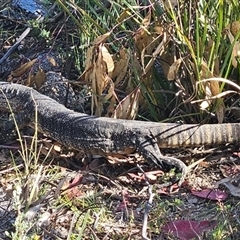 Varanus rosenbergi at Rendezvous Creek, ACT - suppressed