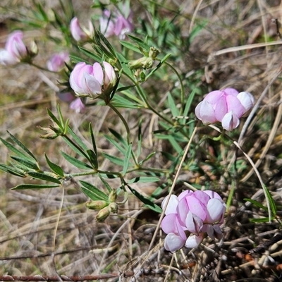 Lotus australis (Austral Trefoil) at Rendezvous Creek, ACT - 2 Dec 2024 by BethanyDunne