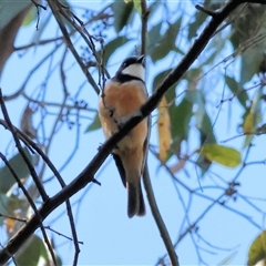 Pachycephala rufiventris at Yackandandah, VIC - 1 Dec 2024 by KylieWaldon