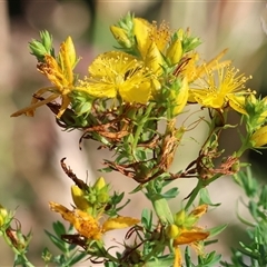 Hypericum perforatum (St John's Wort) at Yackandandah, VIC - 2 Dec 2024 by KylieWaldon