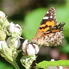 Vanessa kershawi (Australian Painted Lady) at Yackandandah, VIC - 2 Dec 2024 by KylieWaldon