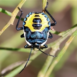 Commius elegans (Cherry Ballart Shield Bug) at Yackandandah, VIC by KylieWaldon