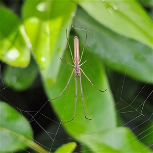 Tetragnatha sp. (genus) at Braidwood, NSW - 1 Dec 2024