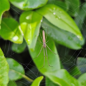 Tetragnatha sp. (genus) at Braidwood, NSW - 1 Dec 2024