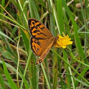 Heteronympha merope at Braidwood, NSW - 1 Dec 2024