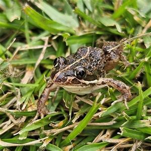 Limnodynastes tasmaniensis (Spotted Grass Frog) at Braidwood, NSW by MatthewFrawley