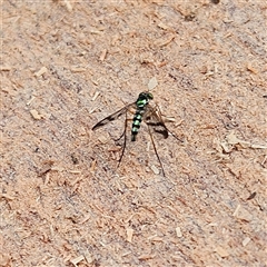 Heteropsilopus sp. (genus) at Braidwood, NSW - 1 Dec 2024 by MatthewFrawley