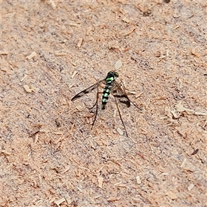 Heteropsilopus sp. (genus) (A long legged fly) at Braidwood, NSW by MatthewFrawley