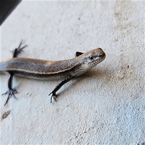 Lampropholis delicata (Delicate Skink) at Isaacs, ACT by MatthewFrawley