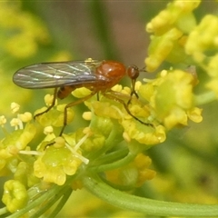 Empididae (family) (Dance fly) at Charleys Forest, NSW - 1 Dec 2024 by arjay