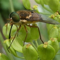 Copidapha maculiventris (March fly) at Charleys Forest, NSW - 1 Dec 2024 by arjay