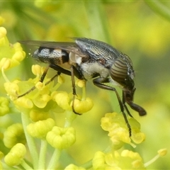 Stomorhina sp. (genus) (Snout fly) at Charleys Forest, NSW - 1 Dec 2024 by arjay