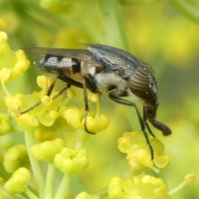 Stomorhina sp. (genus) (Snout fly) at Charleys Forest, NSW - 30 Nov 2024 by arjay