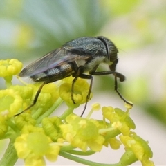 Stomorhina sp. (genus) at Charleys Forest, NSW - suppressed