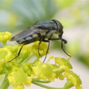 Stomorhina sp. (genus) at Charleys Forest, NSW - 1 Dec 2024