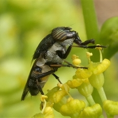 Stomorhina sp. (genus) at Charleys Forest, NSW - 1 Dec 2024