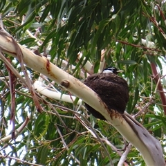 Grallina cyanoleuca (Magpie-lark) at Fyshwick, ACT - 1 Dec 2024 by MB