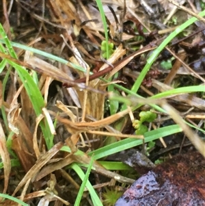 Acrida conica (Giant green slantface) at Lower Borough, NSW by mcleana