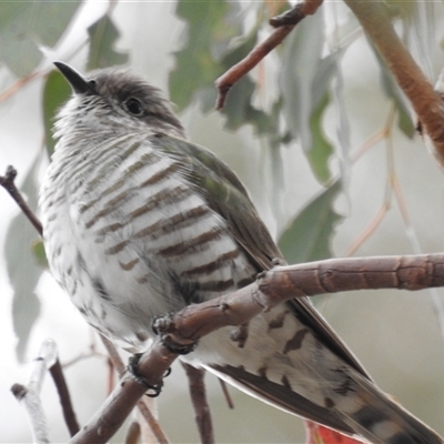 Chrysococcyx lucidus (Shining Bronze-Cuckoo) at Kambah, ACT - 28 Nov 2024 by HelenCross