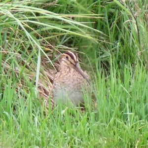 Gallinago hardwickii (Latham's Snipe) at Fyshwick, ACT by MB