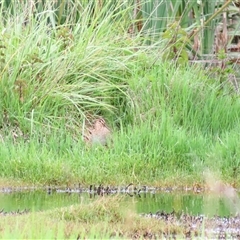 Gallinago hardwickii at Fyshwick, ACT - 1 Dec 2024 11:36 AM