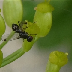 Parapalaeosepsis plebeia (Ant fly) at Charleys Forest, NSW - 1 Dec 2024 by arjay