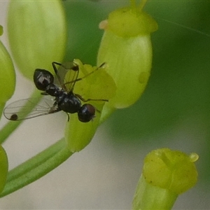 Parapalaeosepsis plebeia at Charleys Forest, NSW - suppressed