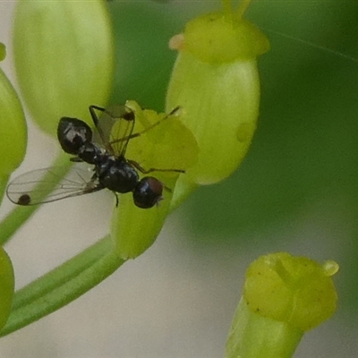 Parapalaeosepsis plebeia at Charleys Forest, NSW - 30 Nov 2024 by arjay